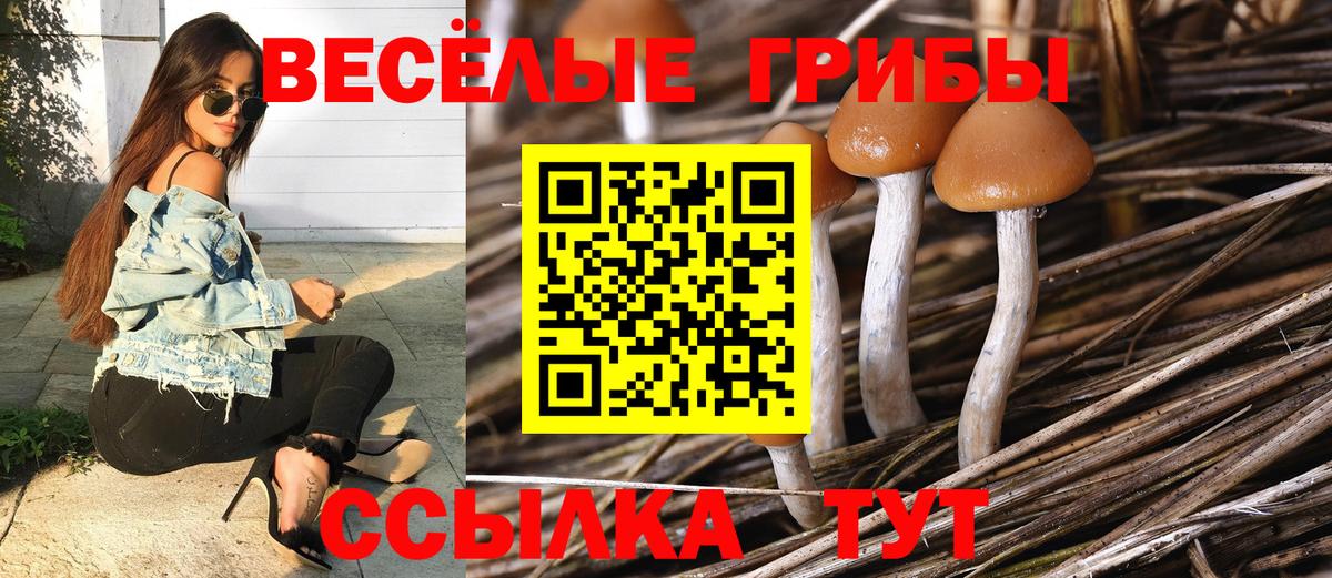 Галлюциногенные грибы Psilocybe  Вход с VPN  наркотики  Дзержинский 